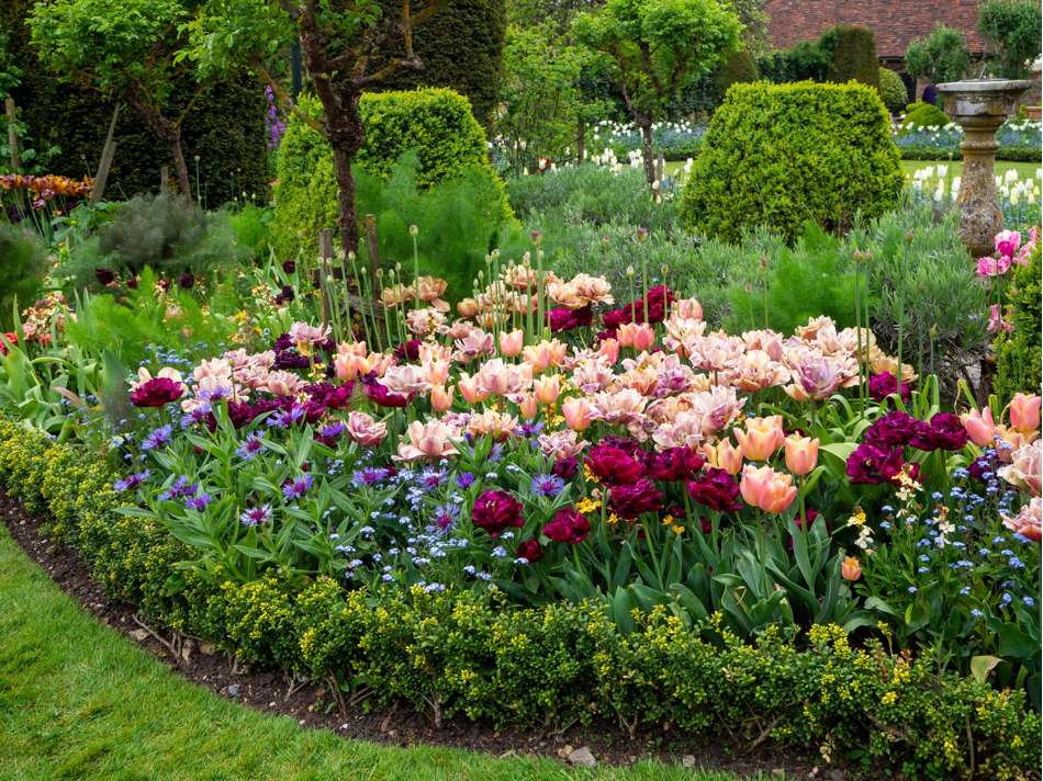 'Katja' tulpanblandning